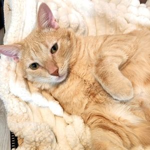 Samuel L Jackson. Aka Jackson.  My giant boy kitty baby. 😺 ❤️💕